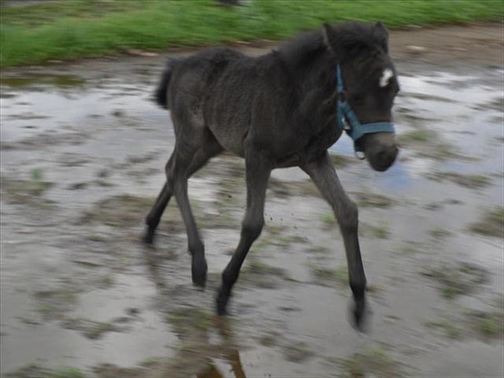 Anden særlig race Althea - ad ad dumme vand:) billede 14
