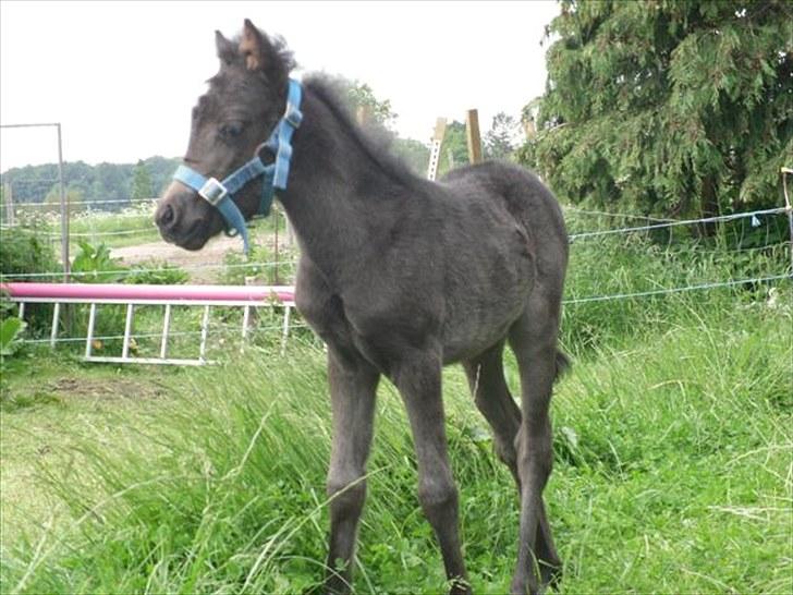 Anden særlig race Althea - er jeg ikke fotogen:) billede 15