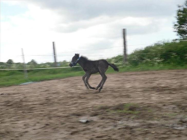 Anden særlig race Althea - skøn galop billede 16