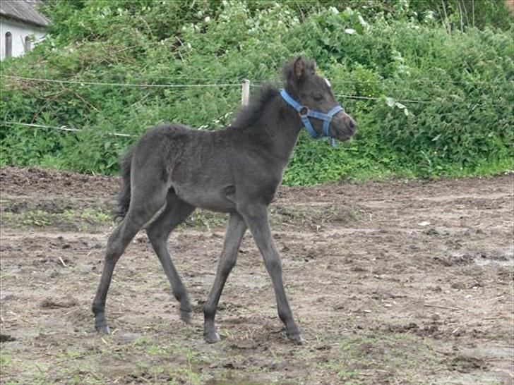Anden særlig race Althea - er en fin lille ædel dame billede 17