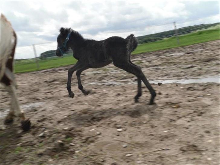 Anden særlig race Althea - og starten gik:) billede 18