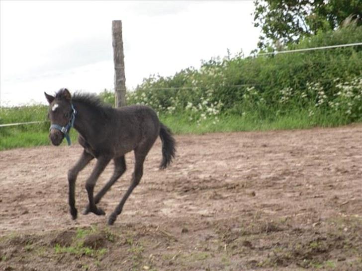 Anden særlig race Althea - og jeg prøver at bremse og dreje:) billede 19