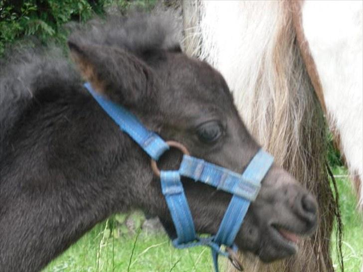 Anden særlig race Althea - nøj hvor det kløer lige der:) åh det er skønt:) billede 20