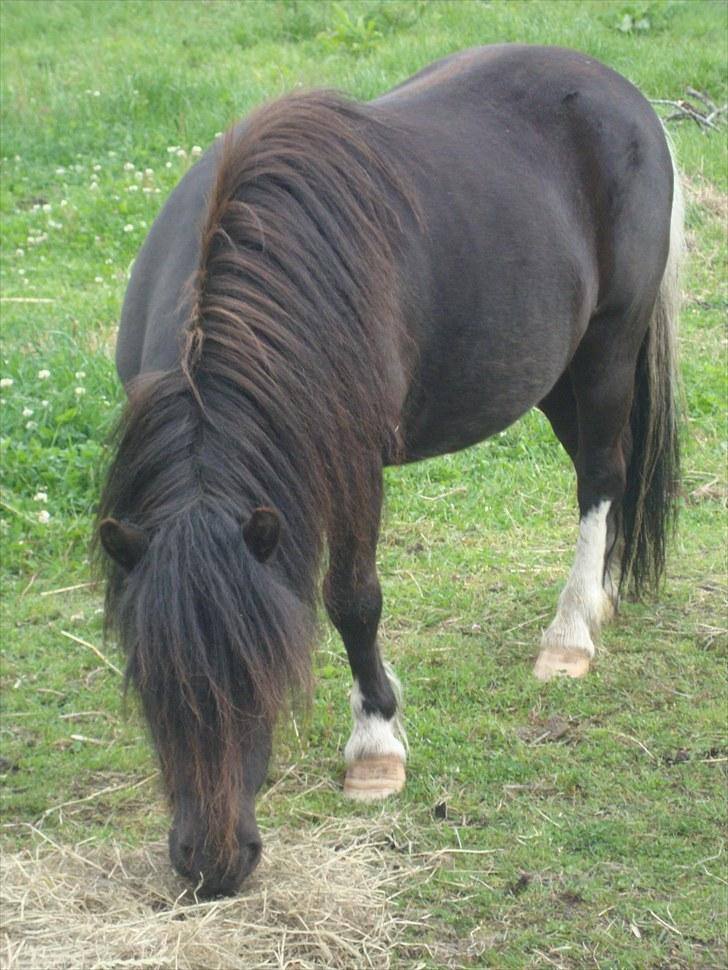 Shetlænder Thor. - ´smukk sak!!! <3 billede 6