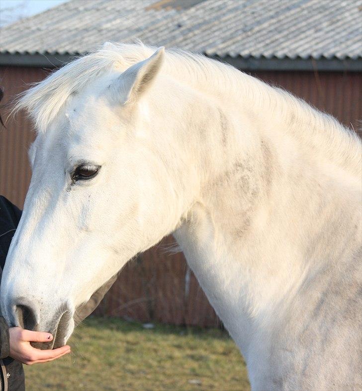 Anden særlig race smilla englehesten<3 R.I.P<3 - smilla min (: billede 2