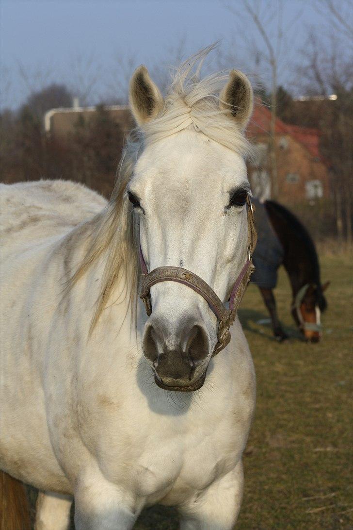 Anden særlig race smilla englehesten<3 R.I.P<3 - smukke smilla <3 billede 3