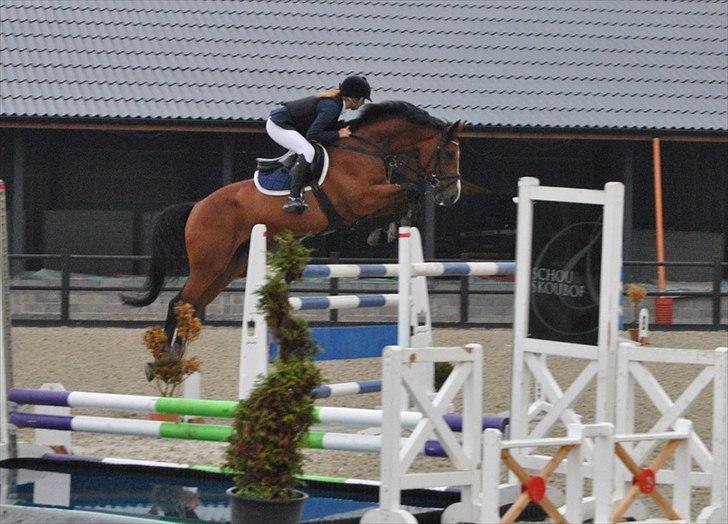 Dansk Varmblod Le Mans  - Stævne ved Schou & Skouboe. 7 års championat.  billede 15