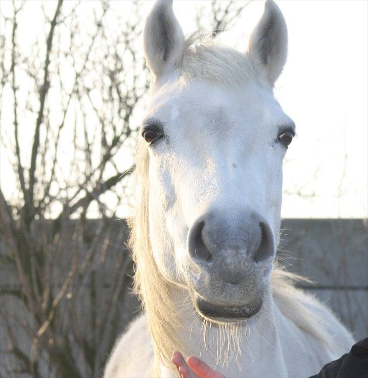 Anden særlig race smilla englehesten<3 R.I.P<3 - smilla:* billede 5