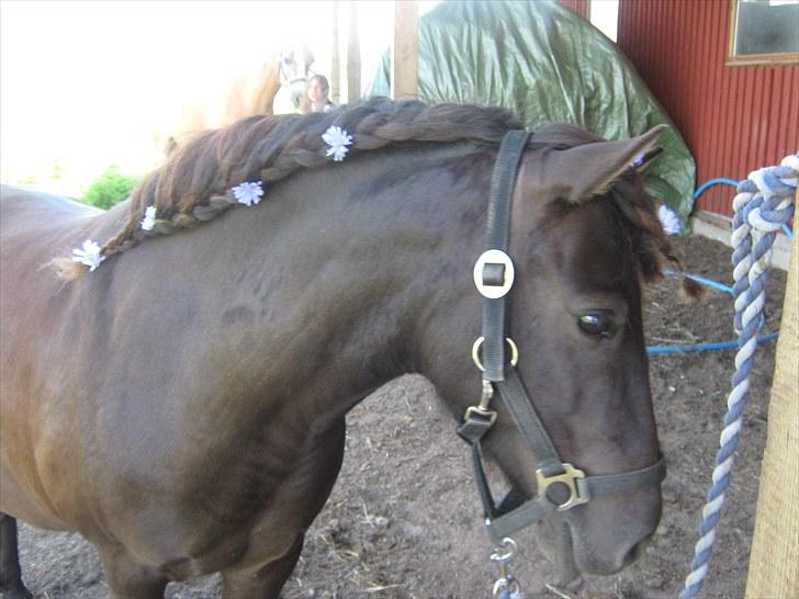 Anden særlig race Jolly - Min forfærdelige smukke pony! billede 14