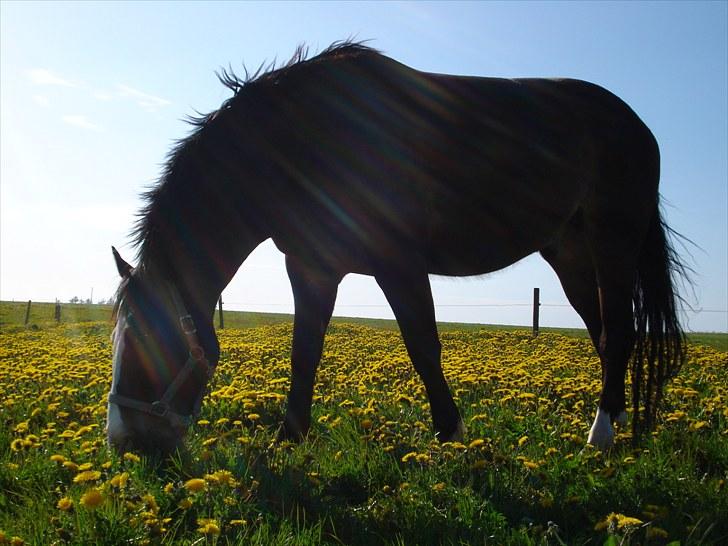 Oldenborg Lucas - lucas min <3 billede 6