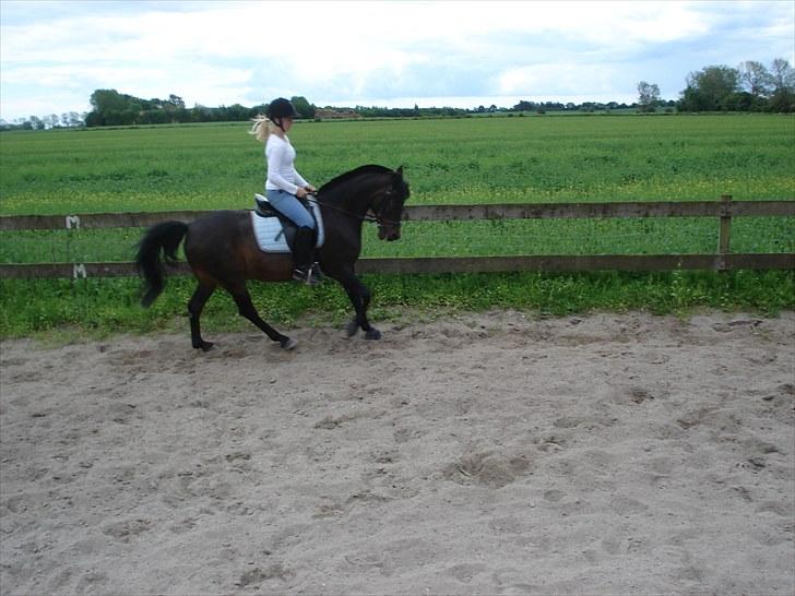 Anden særlig race Tarzan "mit et og alt,-drømme ponyen"<3 - 2010 Dressur på ridebanen:-) billede 6