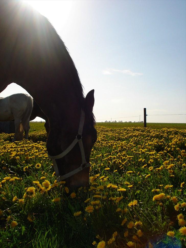 Oldenborg Lucas - lucas <3 billede 7