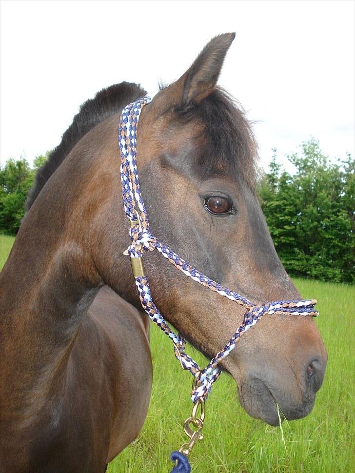Anden særlig race Tarzan "mit et og alt,-drømme ponyen"<3 - 2010. Over på den stor græs mark som jeg skal over på, når jeg er græsset op:-) billede 10
