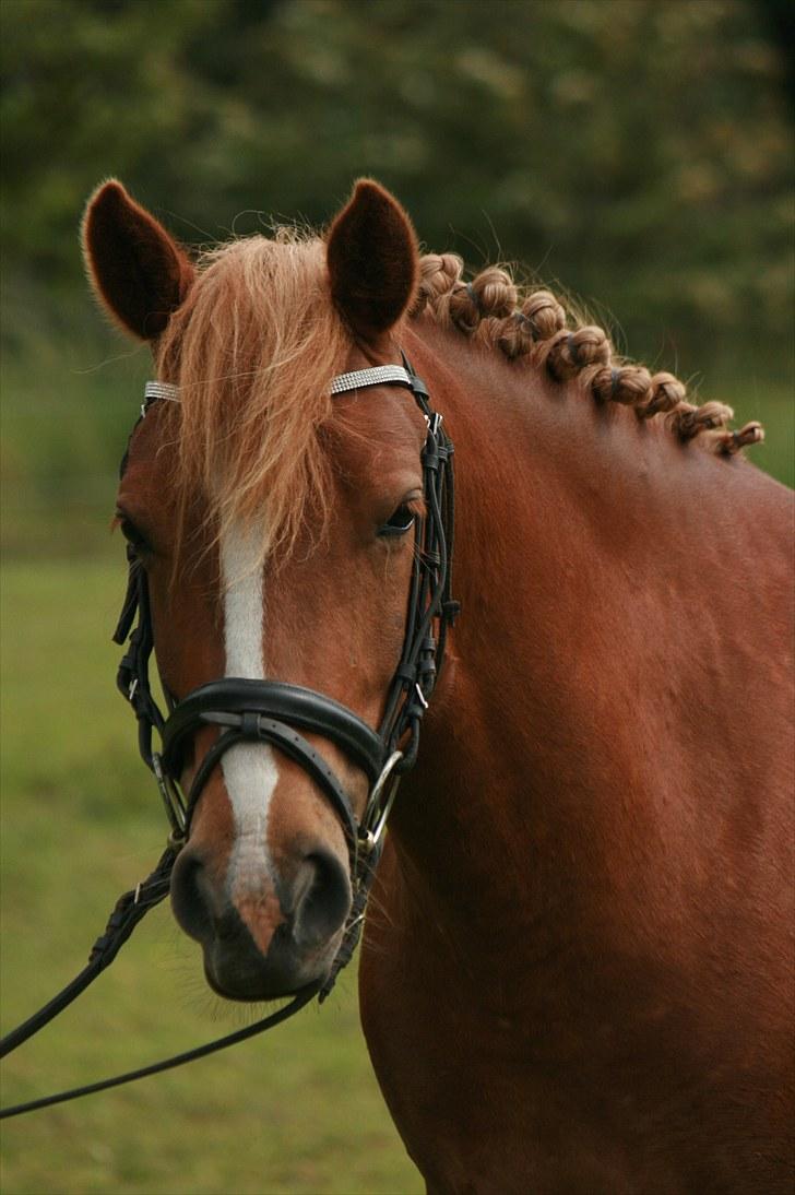 New Forest Maybe Baby Aflivet - Maybe Baby :) billede 1