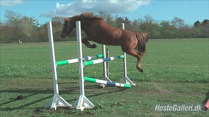 New Forest Maybe Baby Aflivet - En af det første gange hun springer :) billede 3