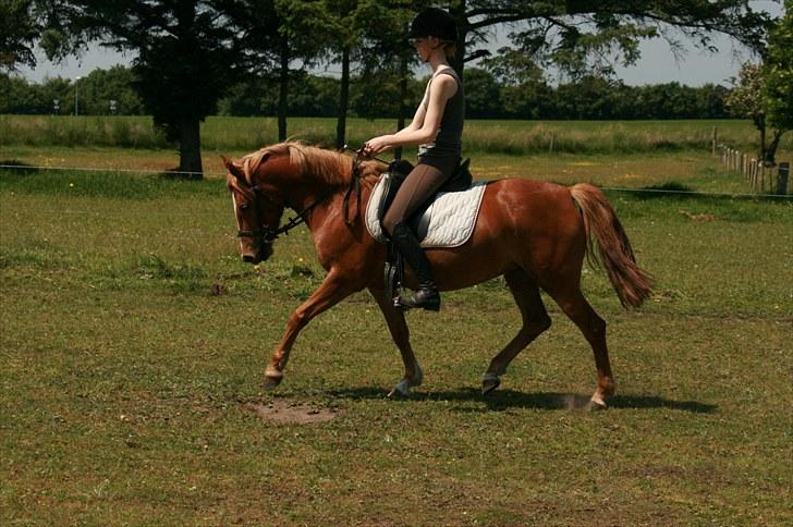 New Forest Maybe Baby Aflivet billede 7