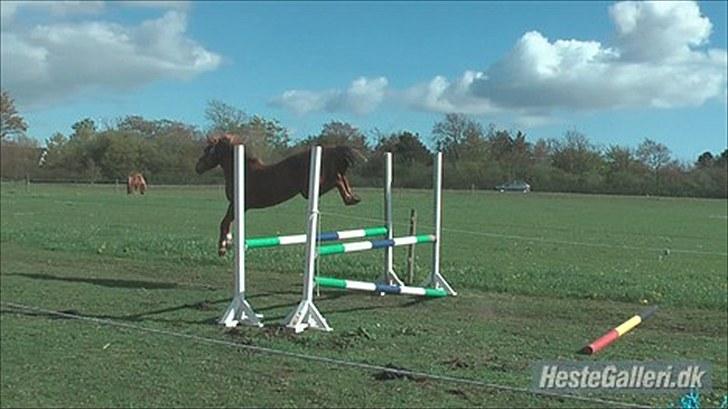 New Forest Maybe Baby Aflivet - gode bagben :) billede 9