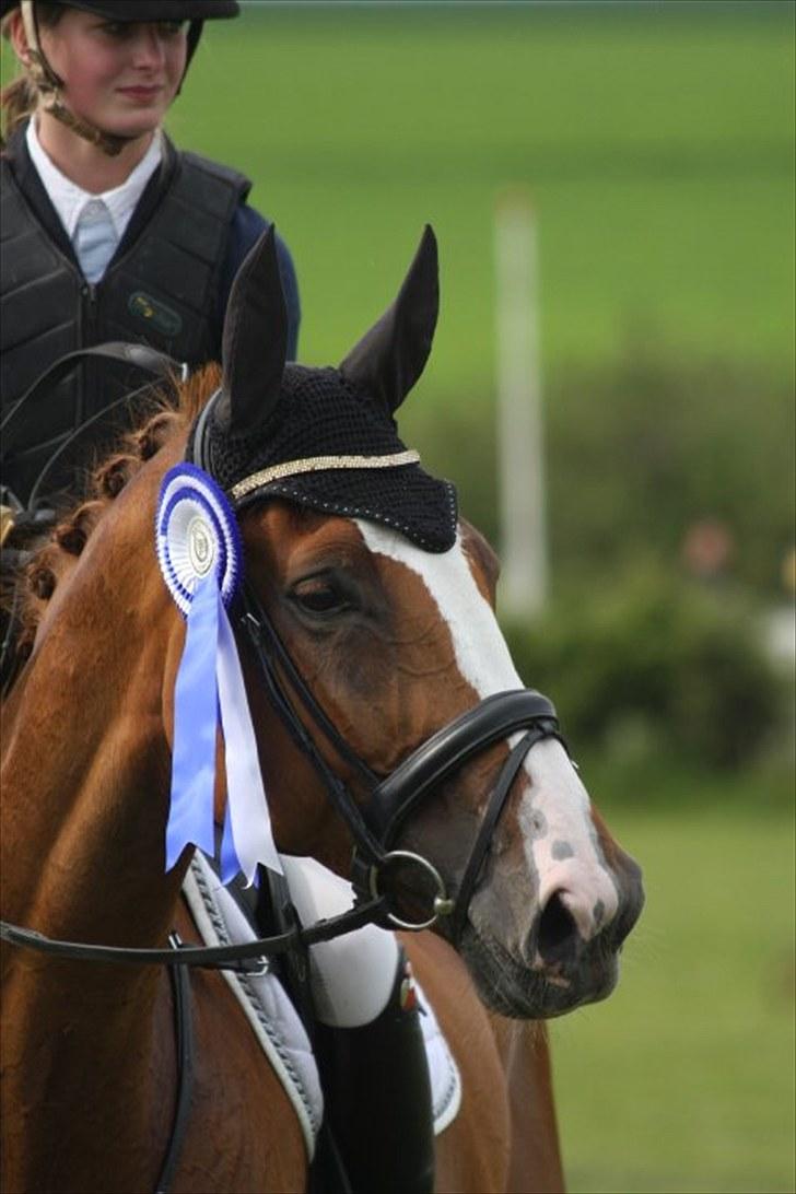 Holstener Clemento 2 - R.I.P :'( - <333333 Foto: Gitte Dahl :) billede 17