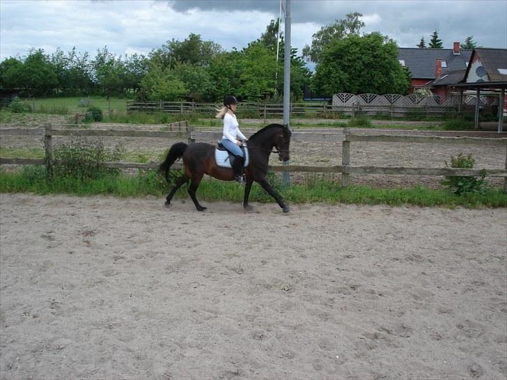 Anden særlig race Tarzan "mit et og alt,-drømme ponyen"<3 - 2010 Dressur på ridebanen:-) billede 11