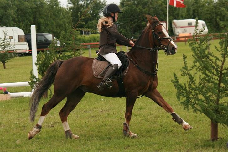 New Forest Marvin billede 13