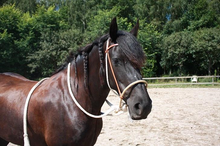 Frieser Kamma af Lysholm - Kamma i hendes nye Bosal :) billede 14