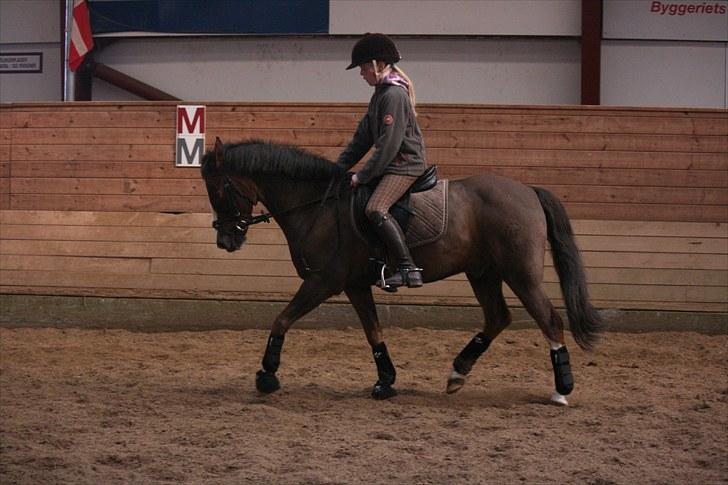 New Forest Marvin billede 14