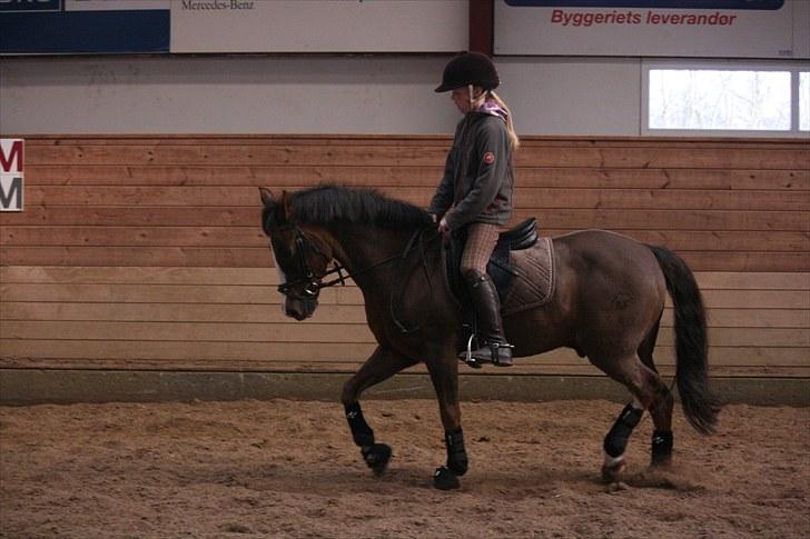 New Forest Marvin billede 15