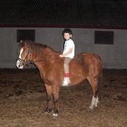 New Forest Odbjergs Pigeon