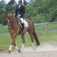 Dansk Varmblod rosenfürst hill top