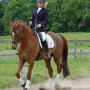 Dansk Varmblod rosenfürst hill top