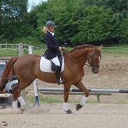 Dansk Varmblod rosenfürst hill top