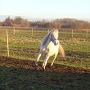 Welsh Mountain (sec A) Voldbjerg's Lotte