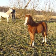 Welsh Mountain (sec A) Voldbjerg's Lotte
