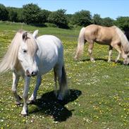 Welsh Mountain (sec A) Voldbjerg's Lotte