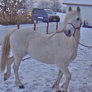 Welsh Mountain (sec A) Voldbjerg's Lotte