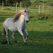 Welsh Mountain (sec A) Voldbjerg's Lotte