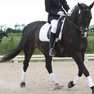 Anden særlig race Santana