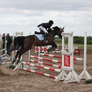 Anden særlig race Cedergårdens Irish Flipcater