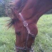 Arabisk fuldblod (OX) Zanishas Pride (part)