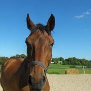 Hollandsk Varmblod Oasis