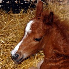 Welsh Mountain (sec A) Stendyssen's Sweet Sheila