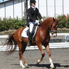 Hollandsk Sportspony Delmonte du Bois  B-pony