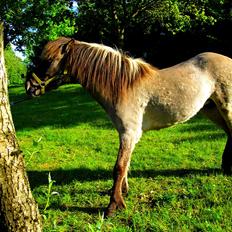 Islænder |Garun fra Gammelgaard|<3