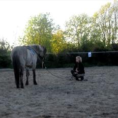 Islænder |Garun fra Gammelgaard|<3