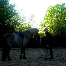 Islænder |Garun fra Gammelgaard|<3