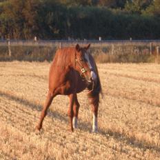 Irsk Sportspony Sweet Rosie O'Grady ( Rosie) [Savnet meget ]