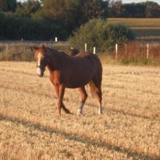 Irsk Sportspony Sweet Rosie O'Grady ( Rosie) [Savnet meget ]