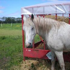 Connemara Hedegården's Sultan  [SAVNET UBESKRIVELIGT MEGET]