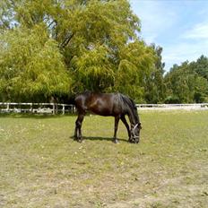 Dansk Varmblod Primavera IV F