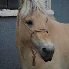 Fjordhest Østermark breezer